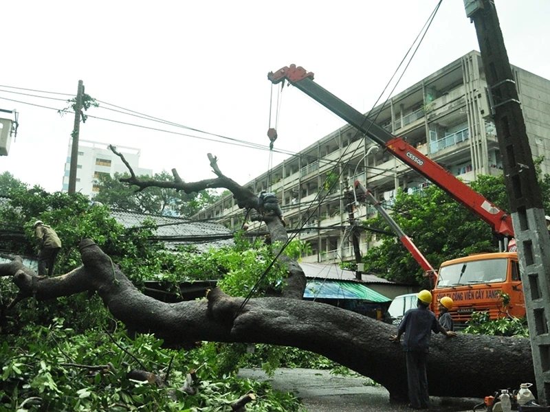 Cây xà cừ đổ sập ở trung tâm TP.HCM sau cơn mưa chiều ngày 12-9.